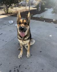 Found/Stray Male Dog last seen Pacific coast highway & Watson ave., Los Angeles, CA 90744