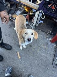 Reunited Female Dog last seen 11416, ozone park, Queens, NY 11416