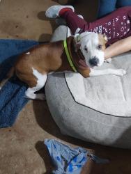 Found/Stray Male Dog last seen Near levy county landfill, Co Rd 335, FL 32696