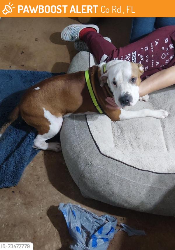 Found/Stray Male Dog last seen Near levy county landfill, Co Rd 335, FL 32696