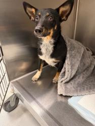 Shelter Stray Female Dog last seen Midwest City, 8485 E Reno Ave, Midwest City, OK 73110, USA