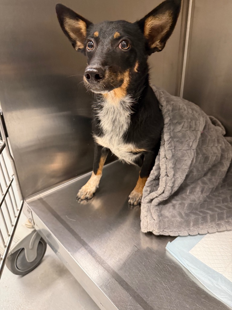 Shelter Stray Female Dog last seen Midwest City, 8485 E Reno Ave, Midwest City, OK 73110, USA