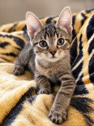Shelter Stray Male Cat last seen , 22415 Groesbeck Hwy, Warren, MI 48089, USA