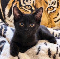 Shelter Stray Female Cat last seen , 22415 Groesbeck Hwy, Warren, MI 48089, USA