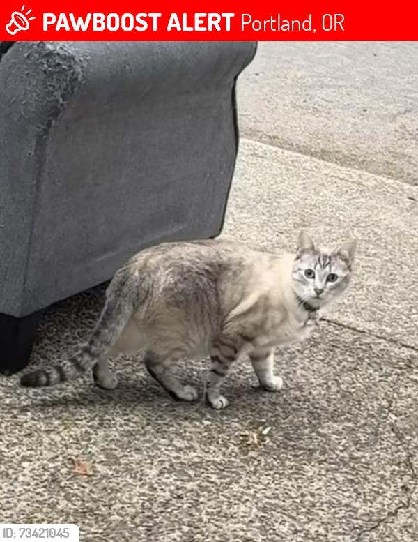 Lost Male Cat last seen SE 118th Ave and SE Raymond St @ 11810 SE Raymond St, Portland, Portland, OR 97266