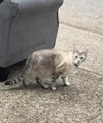 Lost Male Cat last seen SE 118th Ave and SE Raymond St @ 11810 SE Raymond St, Portland, Portland, OR 97266