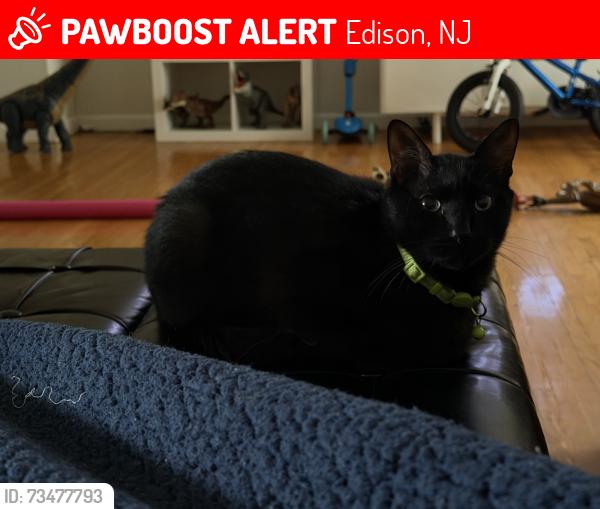 Lost Male Cat last seen wildberry ct, Edison, NJ 08817