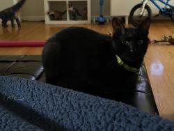 Lost Male Cat last seen wildberry ct, Edison, NJ 08817