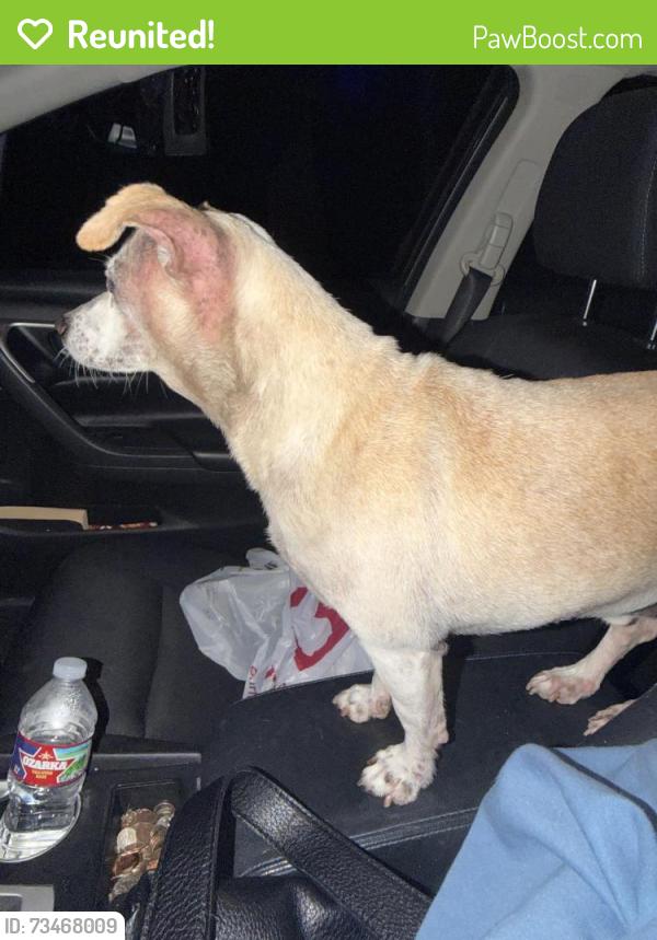 Reunited Unknown Dog last seen By the Family Dollar on Country Club Rd, Garland, TX 75040