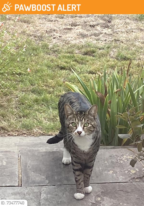 Found/Stray Unknown Cat last seen Allenby drive Hornchurch, Greater London, England RM11