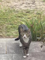 Found/Stray Unknown Cat last seen Allenby drive Hornchurch, Greater London, England RM11
