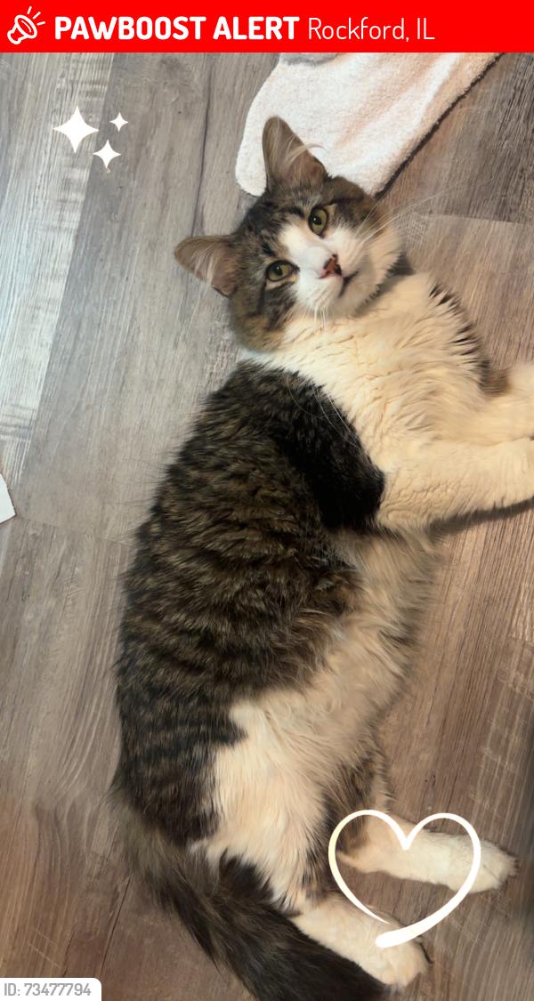 Lost Male Cat last seen School st, Rockford, IL 61101