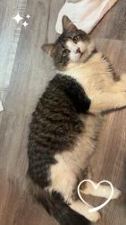 Lost Male Cat last seen School st, Rockford, IL 61101