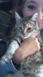 Lost Female Cat last seen Near State Route 45, Austinburg Ohio 44010, Austinburg, OH 44010