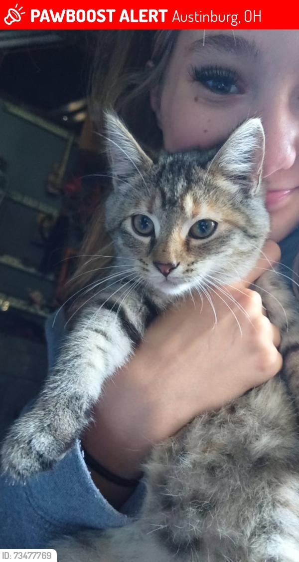 Lost Female Cat last seen Near State Route 45, Austinburg Ohio 44010, Austinburg, OH 44010