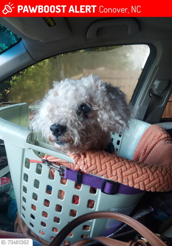 Lost Male Dog last seen Near 4th Street Drive Southeast, Conover, NC 28613