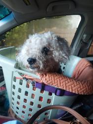 Lost Male Dog last seen Near 4th Street Drive Southeast, Conover, NC 28613