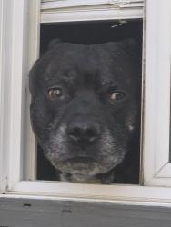 Lost Male Dog last seen Grandview, University Place, WA 98466