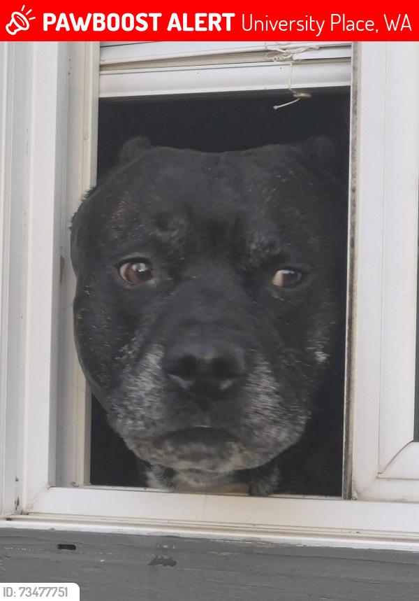 Lost Male Dog last seen Grandview, University Place, WA 98466