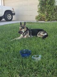 Reunited Female Dog last seen Bermuda and pebble, Clark County, NV 89161