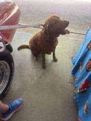 Found/Stray Male Dog last seen South Fork Drive Hudson Oaks, Hudson Oaks, TX 76087