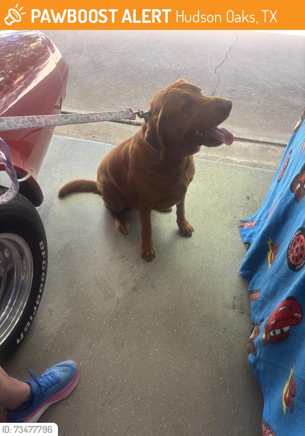 Found/Stray Male Dog last seen South Fork Drive Hudson Oaks, Hudson Oaks, TX 76087