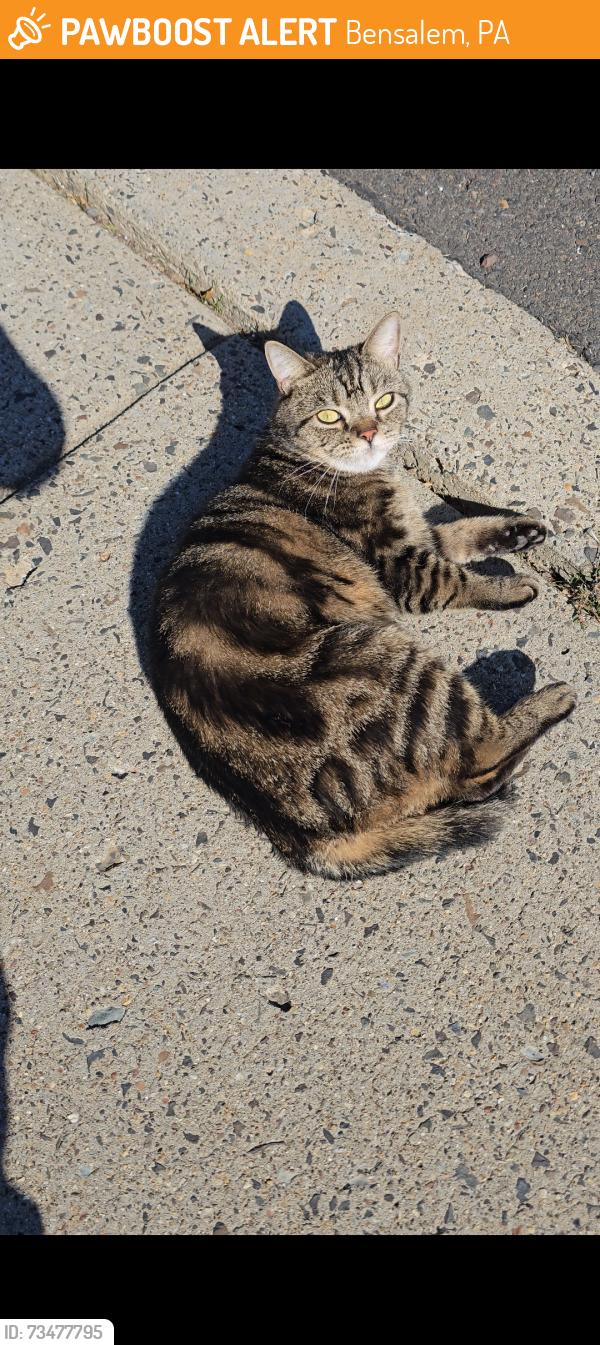 Found/Stray Unknown Cat last seen Britany Dr and Deerfield Dr, Bensalem, PA 19020