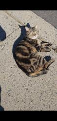 Found/Stray Unknown Cat last seen Britany Dr and Deerfield Dr, Bensalem, PA 19020