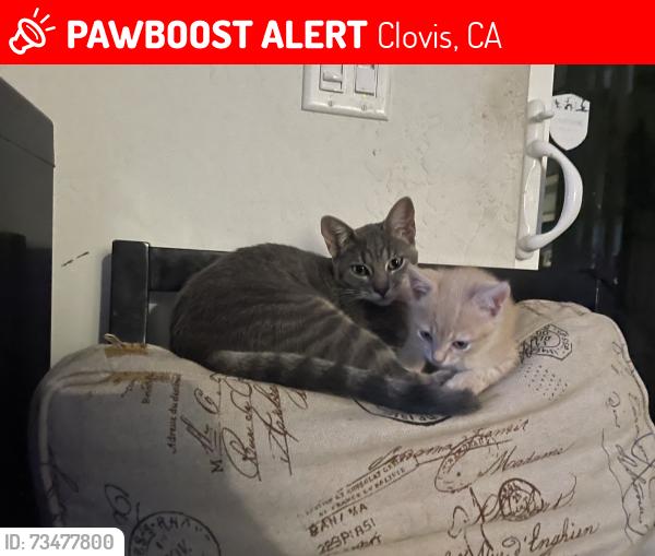 Lost Female Cat last seen Leonard ave and Gettysburg ave, Clovis, CA 93619