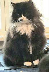 Lost Female Cat last seen Cornell, Woodbridge Township, NJ 07001
