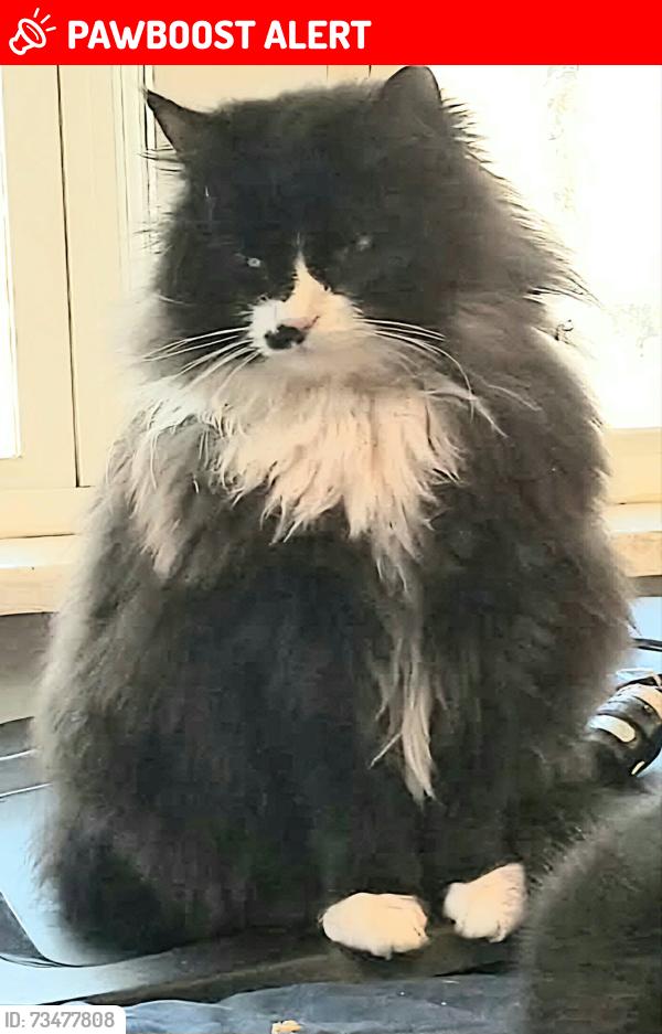 Lost Female Cat last seen Cornell, Woodbridge Township, NJ 07001