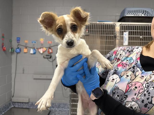 Shelter Stray Female Dog last seen Near BLOCK PALM AVE, COACHELLA, CA, 72050 Pet Land Pl, Thousand Palms, CA 92276, USA