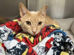 Shelter Stray Male Cat last seen , 957 N Gaffey St, San Pedro, CA 90731, USA
