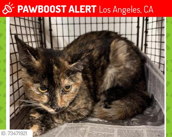 Lost Female Cat last seen Glassell park, Los Angeles, CA 90065