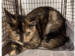 Lost Female Cat last seen Glassell park, Los Angeles, CA 90065