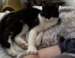 Lost Female Cat last seen Twin Forks Ave, Auburn, AL 36830