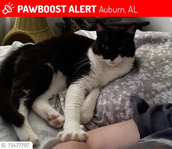 Lost Female Cat last seen Twin Forks Ave, Auburn, AL 36830