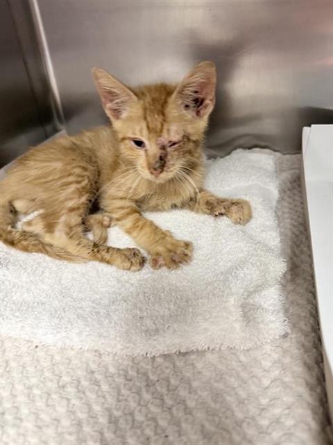 Shelter Stray Male Cat last seen Near BLOCK LAKE ALTAIR, 4710 TX-151, San Antonio, TX 78227, USA