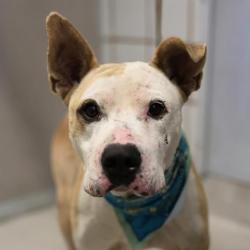 Shelter Stray Male Dog last seen Near BLOCK 22ND, 4710 TX-151, San Antonio, TX 78227, USA