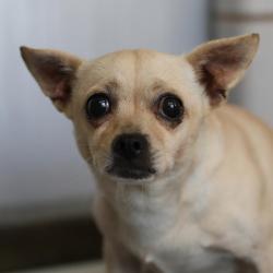 Shelter Stray Female Dog last seen WEST AVE AND BASSE, 4710 TX-151, San Antonio, TX 78227, USA