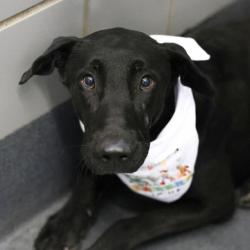 Shelter Stray Male Dog last seen , 4710 TX-151, San Antonio, TX 78227, USA