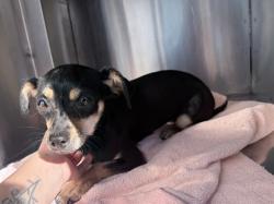 Shelter Stray Female Dog last seen 67TH AVE AND CAMELBACK RD, 2500 S 27th Ave, Phoenix, AZ 85009, USA