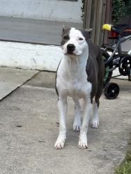 Shelter Stray Female Dog last seen Near BLOCK NW 33RD ST, 3599 NW 79th Ave, Doral, FL 33122, USA