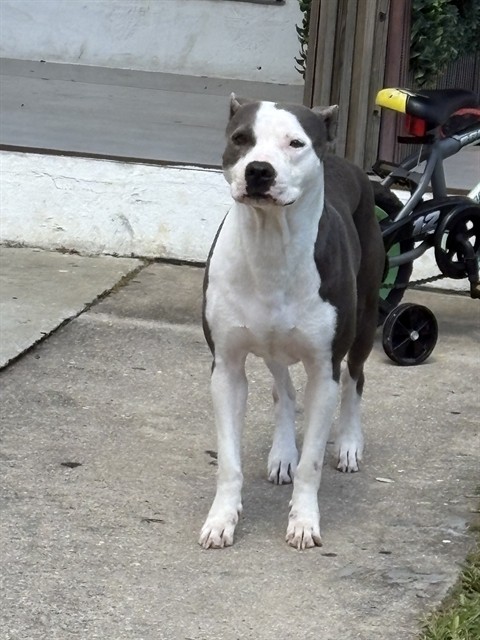 Shelter Stray Female Dog last seen Near BLOCK NW 33RD ST, 3599 NW 79th Ave, Doral, FL 33122, USA