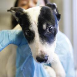 Shelter Stray Male Dog last seen NE 410, 4710 TX-151, San Antonio, TX 78227, USA