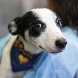 Shelter Stray Female Dog last seen NE 410, 4710 TX-151, San Antonio, TX 78227, USA