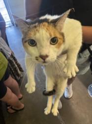 Shelter Stray Female Cat last seen , 1850 W 60th St, Los Angeles, CA 90047, USA