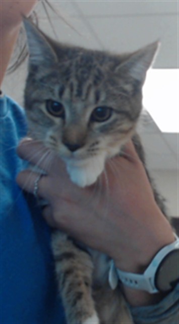 Shelter Stray Female Cat last seen , 4704 Corporation Dr, Fayetteville, NC 28306, USA