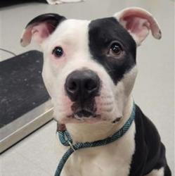 Shelter Stray Male Dog last seen Near, 5001 E Raymond St, Indianapolis, IN 46203, USA