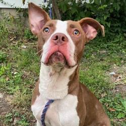 Shelter Stray Female Dog last seen Near, 5001 E Raymond St, Indianapolis, IN 46203, USA